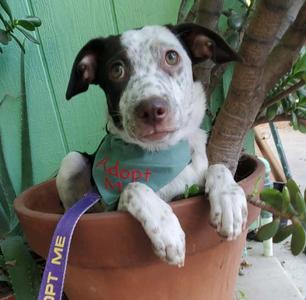 Nod, Pointer / Australian Shepherd, puppy, available for adoption