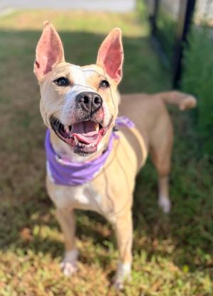 Dollars, American Pit Bull Terrier Mix, adult, available for adoption