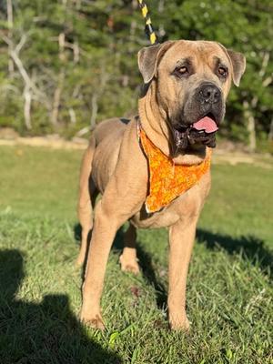 Zoos, Cane Corso Mix, adult, available for adoption