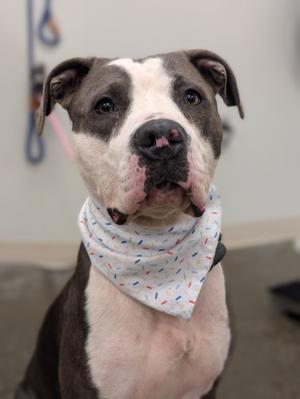 A close-up of a pit bull dog with a white and gray face, wearing a bandana with a colorful pattern, sitting indoors.