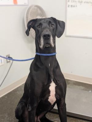 Big Handsome, Great Dane Mix, adult, available for adoption