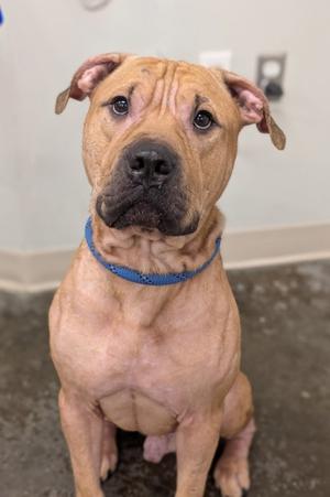 A light brown dog with a blue collar sitting on a concrete floor.
