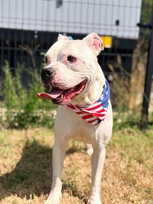 Kash, Bulldog Mix, adult, available for adoption