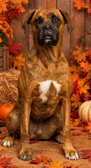 King, Boxer Mix, adult, available for adoption