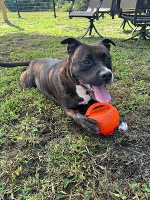 Kylo, American Staffordshire Terrier Mix, adult, available for adoption