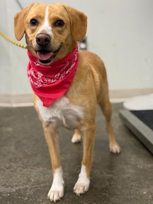 Cassie, Beagle and Golden Retriever, adult, available for adoption