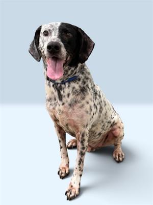 A happy dog with a spotted coat and a blue collar, sitting on a light blue background.