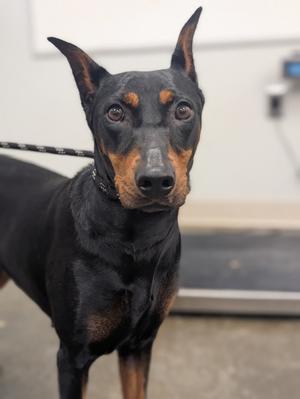 Little Lady, German Pinscher Mix, adult, available for adoption
