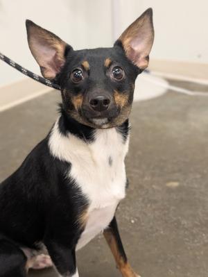 Moe, Jack (Parson) Russell Terrier Mix, young, available for adoption