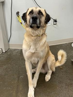 Ozzy, Anatolian Shepherd Mix, adult, available for adoption