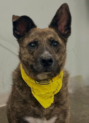 Pharrell, German Shepherd Dog Mix, senior, available for adoption