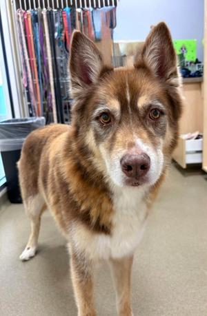 Bandit, Siberian Husky Mix, senior, available for adoption