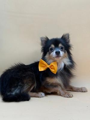 Egypt (60993249), Pomeranian and Chihuahua - Smooth Coated, adult, available for adoption