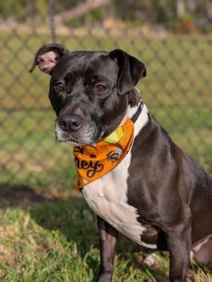 Mizzy, Pit Bull Terrier Mix, adult, available for adoption