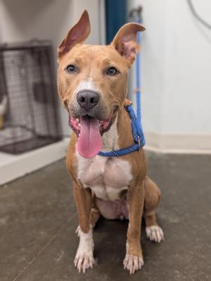 Hera, Pit Bull Terrier Mix, adult, available for adoption