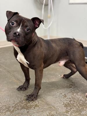Juice Box, American Staffordshire Terrier Mix, adult, available for adoption