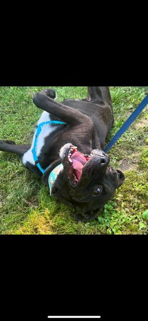 Nickerson, Black Labrador Retriever / German Shepherd Dog, adult, available for adoption