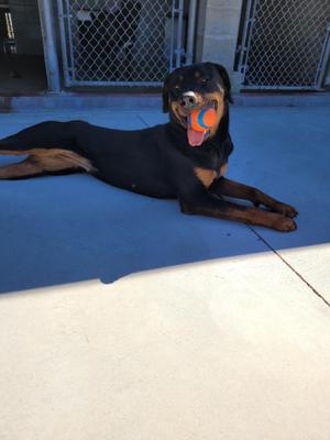 Xena, Rottweiler, young, available for adoption