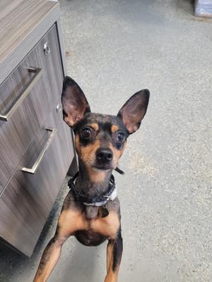 A small dog with large ears and a black and tan coat, standing on its hind legs and looking up at the camera.