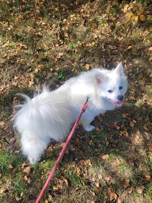 Winston, American Eskimo Dog, young, available for adoption