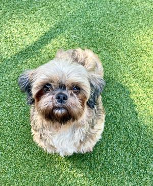 Lucy, Havanese, adult, available for adoption