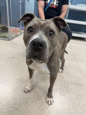 Cassie, Pit Bull Terrier, senior, available for adoption