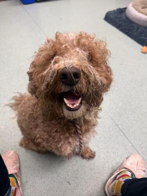 Marley, Goldendoodle, adult, available for adoption