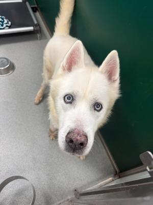 Angel, Husky, senior, available for adoption