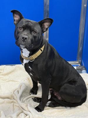 Karma, Pit Bull Terrier, adult, available for adoption