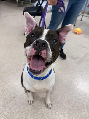 Jagger, Pit Bull Terrier, adult, available for adoption