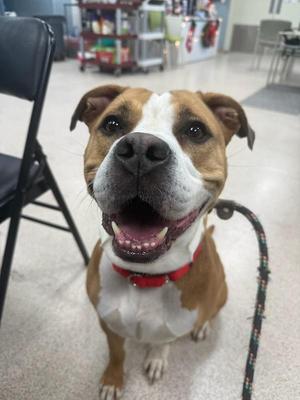 June, American Staffordshire Terrier, adult, available for adoption