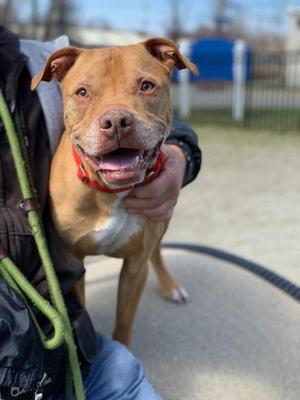 Big Man, Pit Bull Terrier, senior, available for adoption