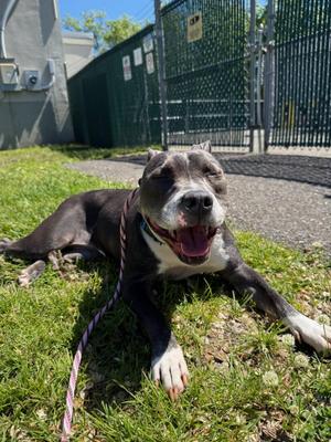 Jazmin, Pit Bull Terrier, adult, available for adoption