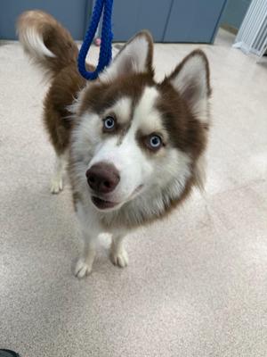 A brown and white husky dog with blue eyes, wearing a blue leash, standing on a carpeted floor.