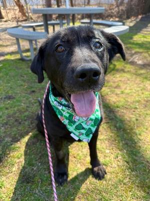 Luna, Black Labrador Retriever, senior, available for adoption