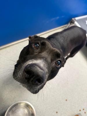 Dior, Pit Bull Terrier / Black Labrador Retriever, adult, available for adoption