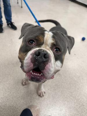 Blue, American Bully, adult, available for adoption