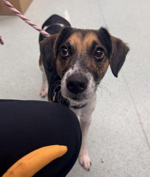 Leo, Beagle, adult, available for adoption