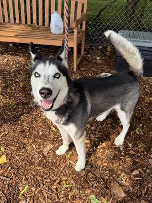 Blue, Husky, adult, available for adoption