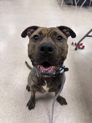 Mikey, Pit Bull Terrier, adult, available for adoption