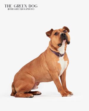 A dog