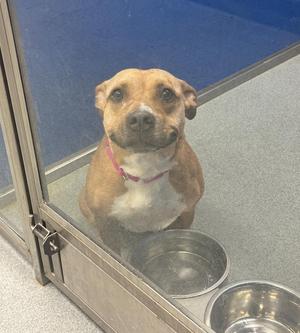 A tan and white dog with a pink collar looks towards the camera through a glass partition.