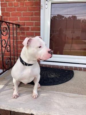 Blaze, Pit Bull Terrier, young, available for adoption