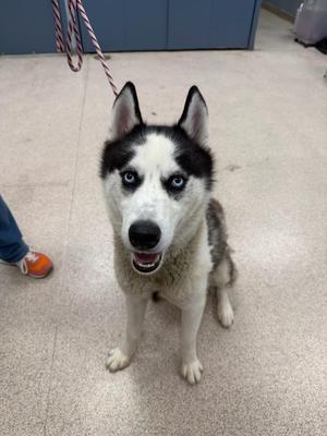 A Siberian Husky dog with striking blue eyes and black and white fur, sitting on a tiled floor, looking directly at the camera. The dog is on a leash, and a person's foot is visible in the background.