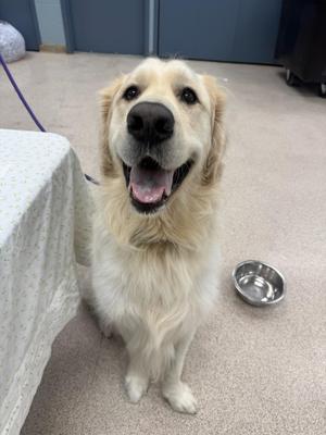 A golden retriever dog sitting on a carpeted floor with its mouth open and tongue out, looking happy. There is a metal bowl on the floor next to the dog and a table covered with a white cloth in the background.