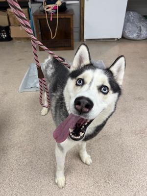 Frodo, Husky, adult, available for adoption