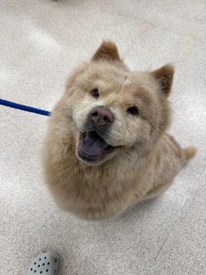 A fluffy light brown dog with a happy expression, sitting on a carpeted floor, wearing a blue leash.