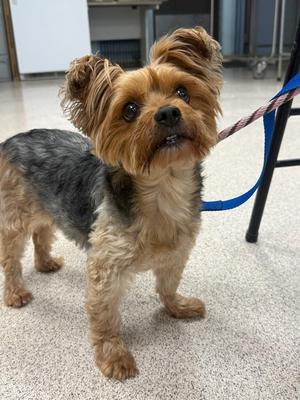 Chickpea, Yorkshire Terrier, senior, available for adoption