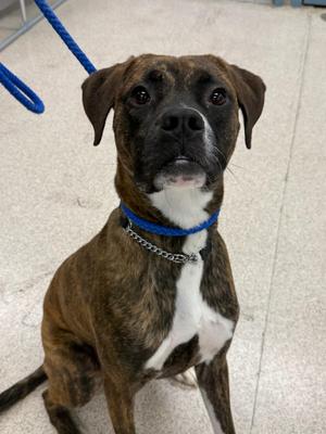 Ollie, Boxer, young, available for adoption