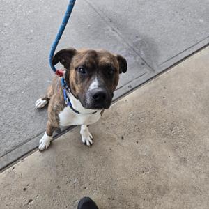 A brown and white dog with a blue leash, sitting on a concrete surface and looking up at the camera.